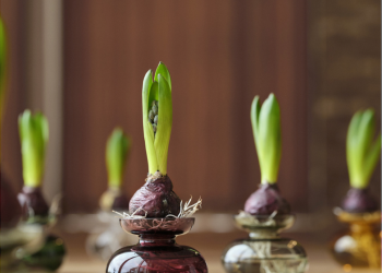 Zone-Denmark-INU-le-vase-en-version-mini