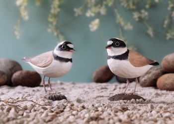 WG4449_DecoBird_LittleRingedPlover_LifestyleWILDLIFE GARDEN