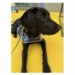 HANDI-CHIEN_TRUFFAUT